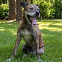 Thumbnail photo of Dax #1