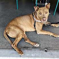 adopt-pet