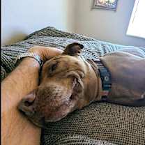 Thumbnail photo of Raja #2