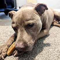 Thumbnail photo of Raja #3