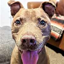 Thumbnail photo of Raja #4