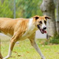 Thumbnail photo of Zuzano #4