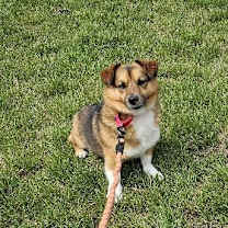 Thumbnail photo of Shep #2