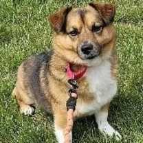 Thumbnail photo of Shep #3