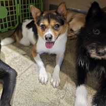 Thumbnail photo of Skippy #1