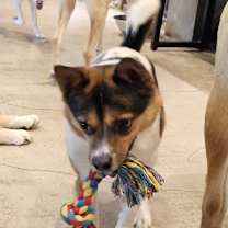 Thumbnail photo of Skippy #3