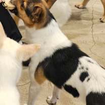 Thumbnail photo of Skippy #4