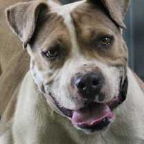 Thumbnail photo of Ace #1