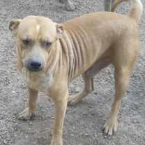 Thumbnail photo of Pete #2