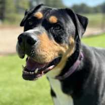 Thumbnail photo of Deeks #2