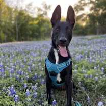 Thumbnail photo of Shadow #2