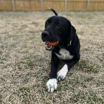 Thumbnail photo of Porthos #2