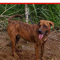 adopt-pet