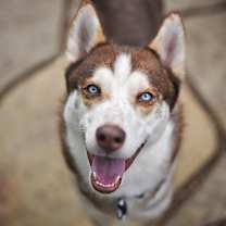 Thumbnail photo of Saint #1