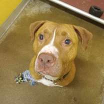 Thumbnail photo of Tyson - Sponsored #4