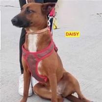 Thumbnail photo of Daisy #1