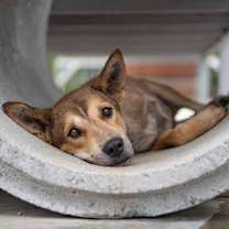 Thumbnail photo of Arandy #3