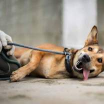 Thumbnail photo of Arandy #4