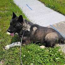 Thumbnail photo of Onyx #4