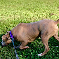 Thumbnail photo of Ricky #3