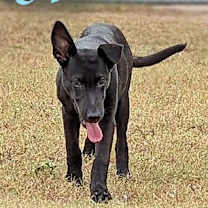 Thumbnail photo of Abe #2