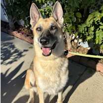 Thumbnail photo of Stevie #2