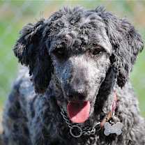 Thumbnail photo of Valen #2
