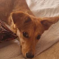 Thumbnail photo of SAM (Morocco) yo, Spec Needs #4