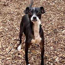 Thumbnail photo of Gunner #1