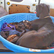 adopt-pet