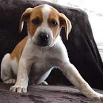 Thumbnail photo of Riggs #3