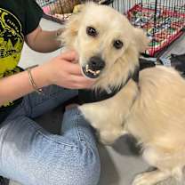 Thumbnail photo of Buzzy #2