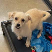 Thumbnail photo of Buzzy #3