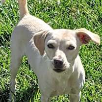 Thumbnail photo of Diamond #1