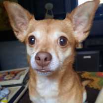 Thumbnail photo of Maple #1