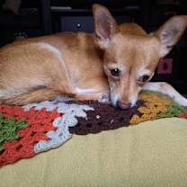 Thumbnail photo of Maple #2