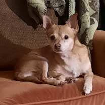 Thumbnail photo of Maple #3