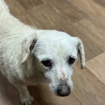 Thumbnail photo of Franny #3