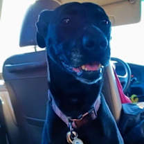 Thumbnail photo of Millie #3
