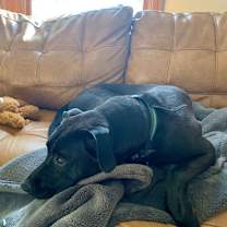Thumbnail photo of Millie #4