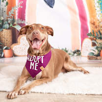 Thumbnail photo of Lucy #1