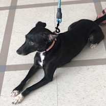 Thumbnail photo of Clover #2