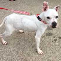 Thumbnail photo of Marlee (Permanent Foster) #1