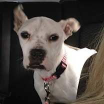 Thumbnail photo of Marlee (Permanent Foster) #2