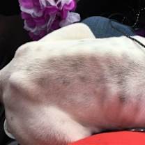 Thumbnail photo of Marlee (Permanent Foster) #4