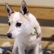 Thumbnail photo of Bart #3