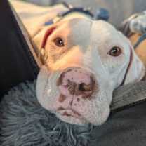 Thumbnail photo of Loki - AVAILABLE #1