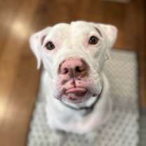 Thumbnail photo of Loki - AVAILABLE #2