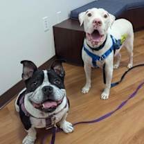 Thumbnail photo of Loki - AVAILABLE #3