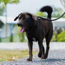 Thumbnail photo of Melbo #4